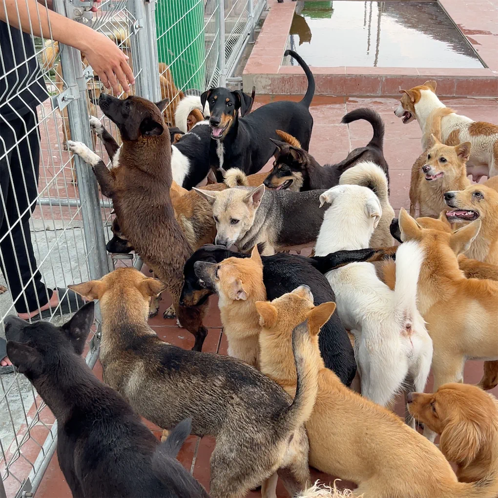 Home FurEver - Hành trình tìm mái ấm